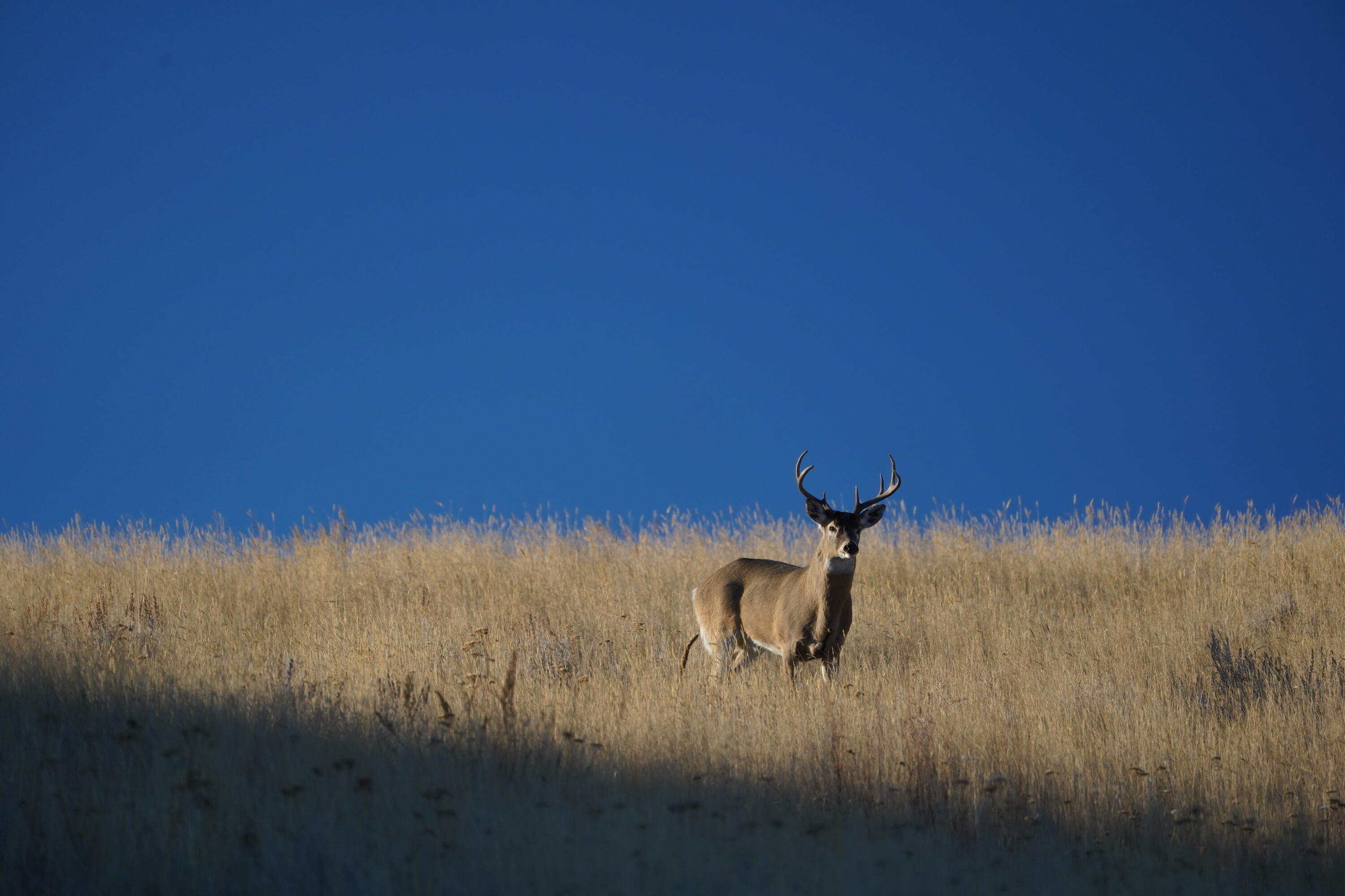 Upper French Creek Road Buffalo, WY 82834 - Photo 66 of 73 Whitetail buck