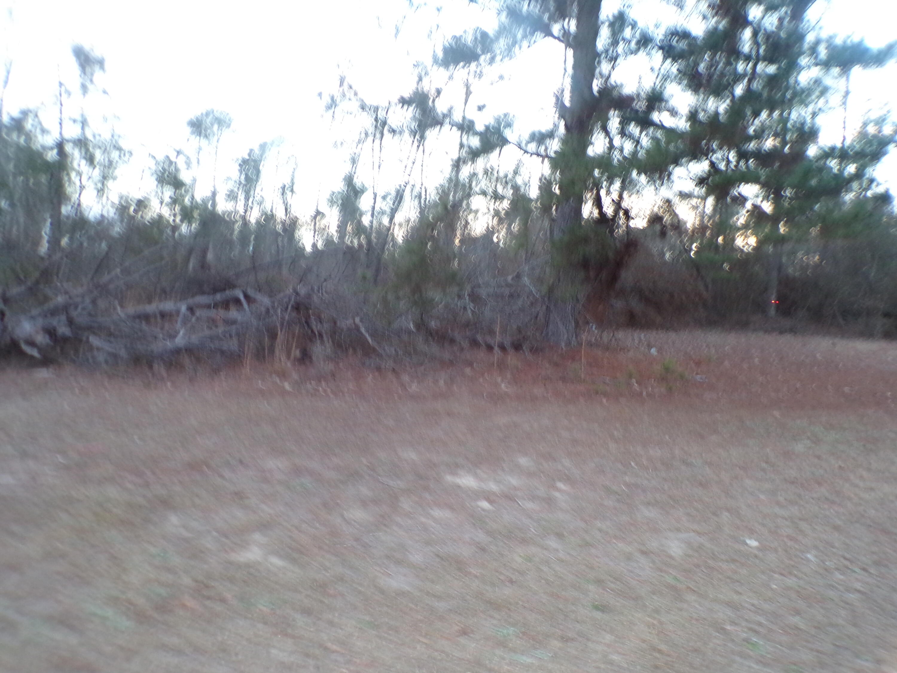 3553 Gant Jackson Road Dearing, GA 30808 - Photo 13 of 17 backyard