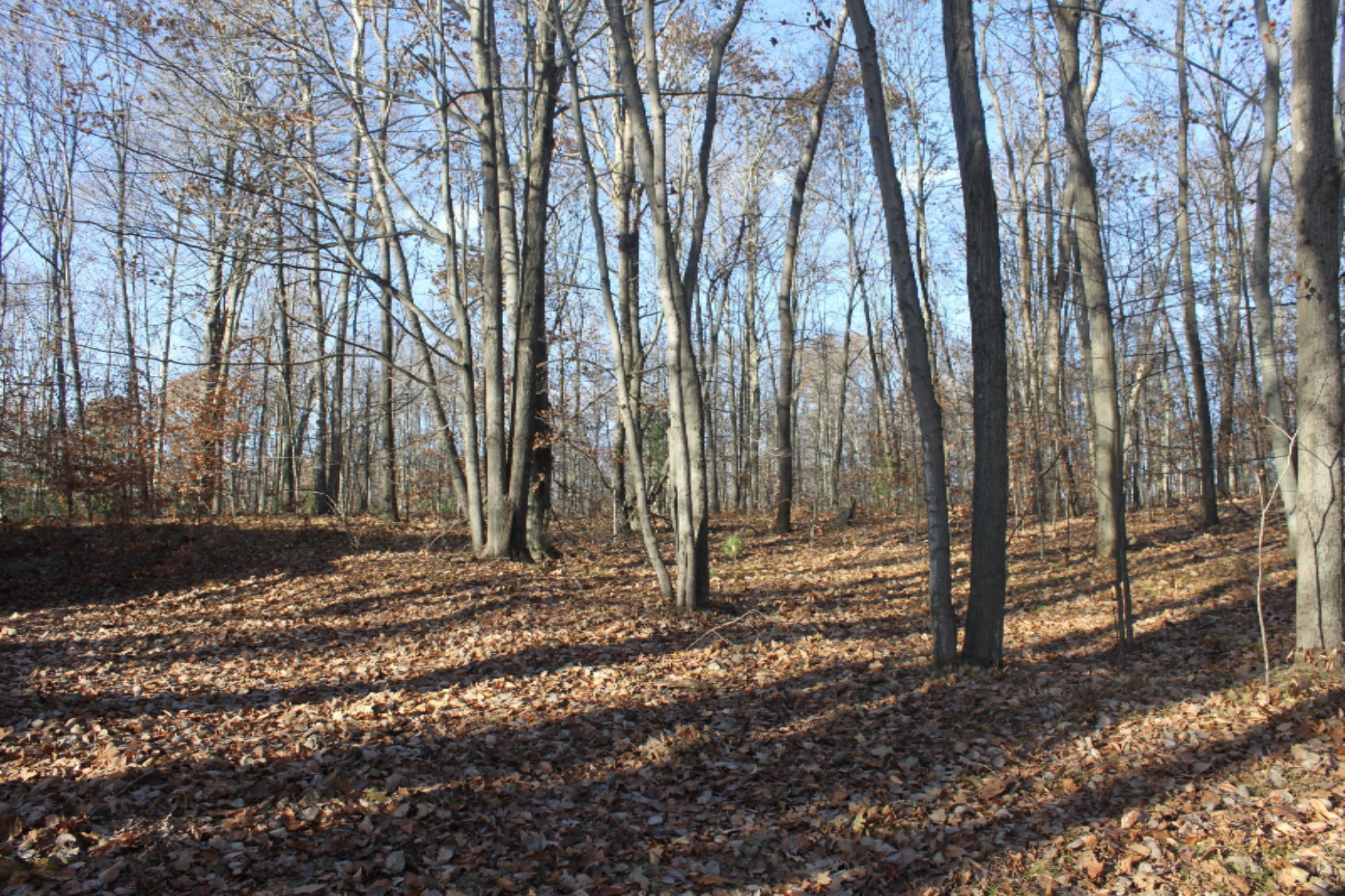 3164 North Flynn Road Luther, MI 49656 - Photo 28 of 36 IMG_9042