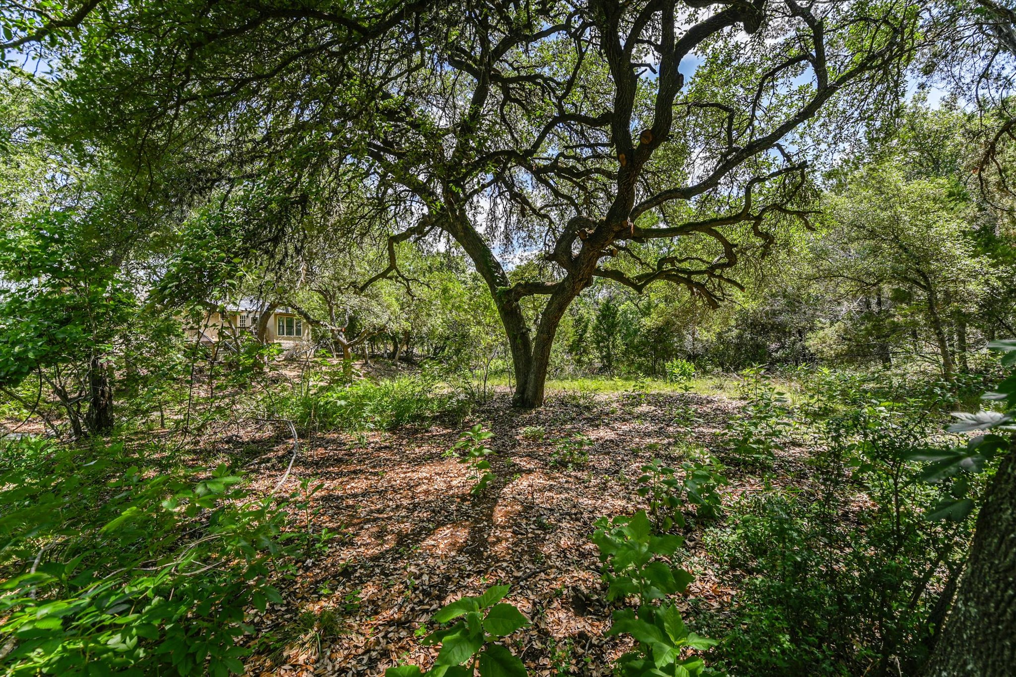 4553 McCall Creek Road Blanco, TX 78606 - Photo 31 of 38 Large oak across