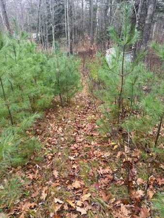 $35,000 | Roush Road, Wausaukee, WI 54177