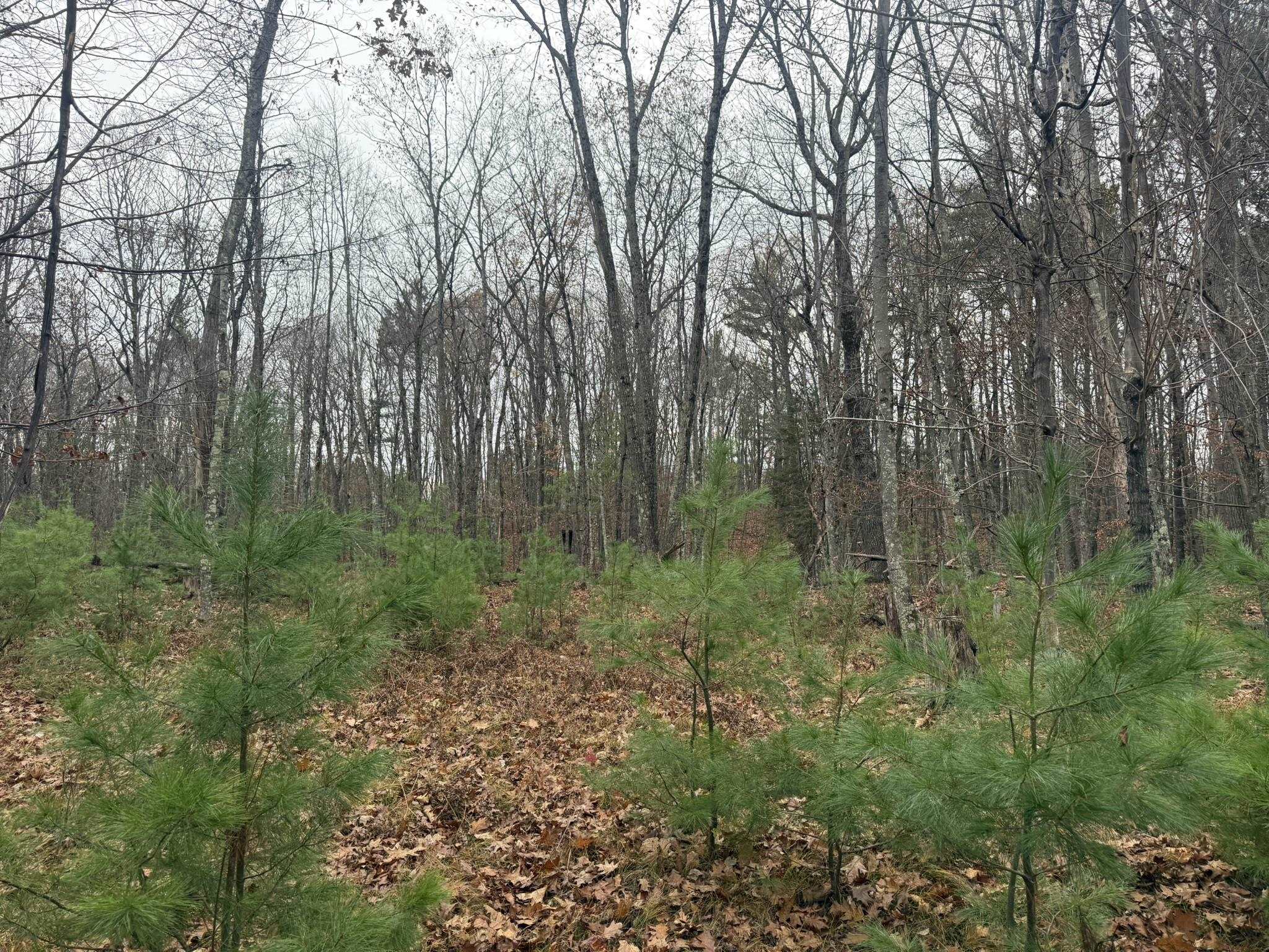 Roush Road Wausaukee, WI 54177 - Photo 6 of 13
