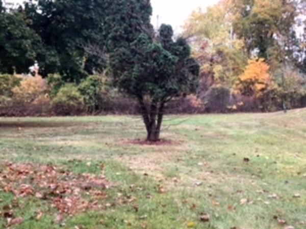889 Upper Union Street Franklin, MA 02038 - Photo 9 of 42 a view of backyard with tree