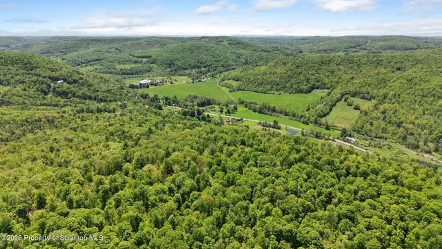 a view of a lush green forest with lots of trees