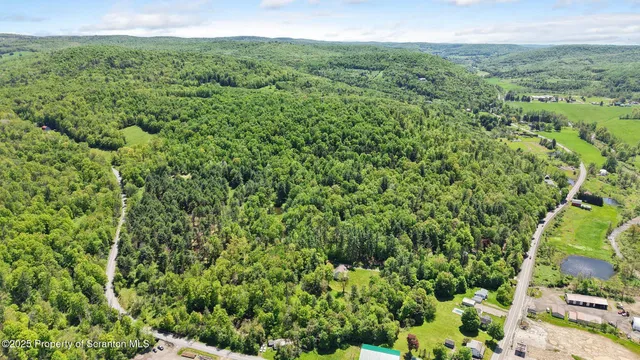 a view of a lush green forest with trees and some plants