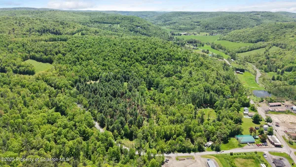 a view of a forest with a street