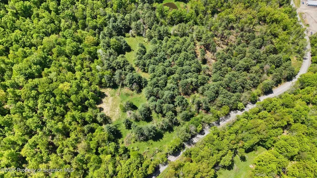 a view of a lush green forest with a tree