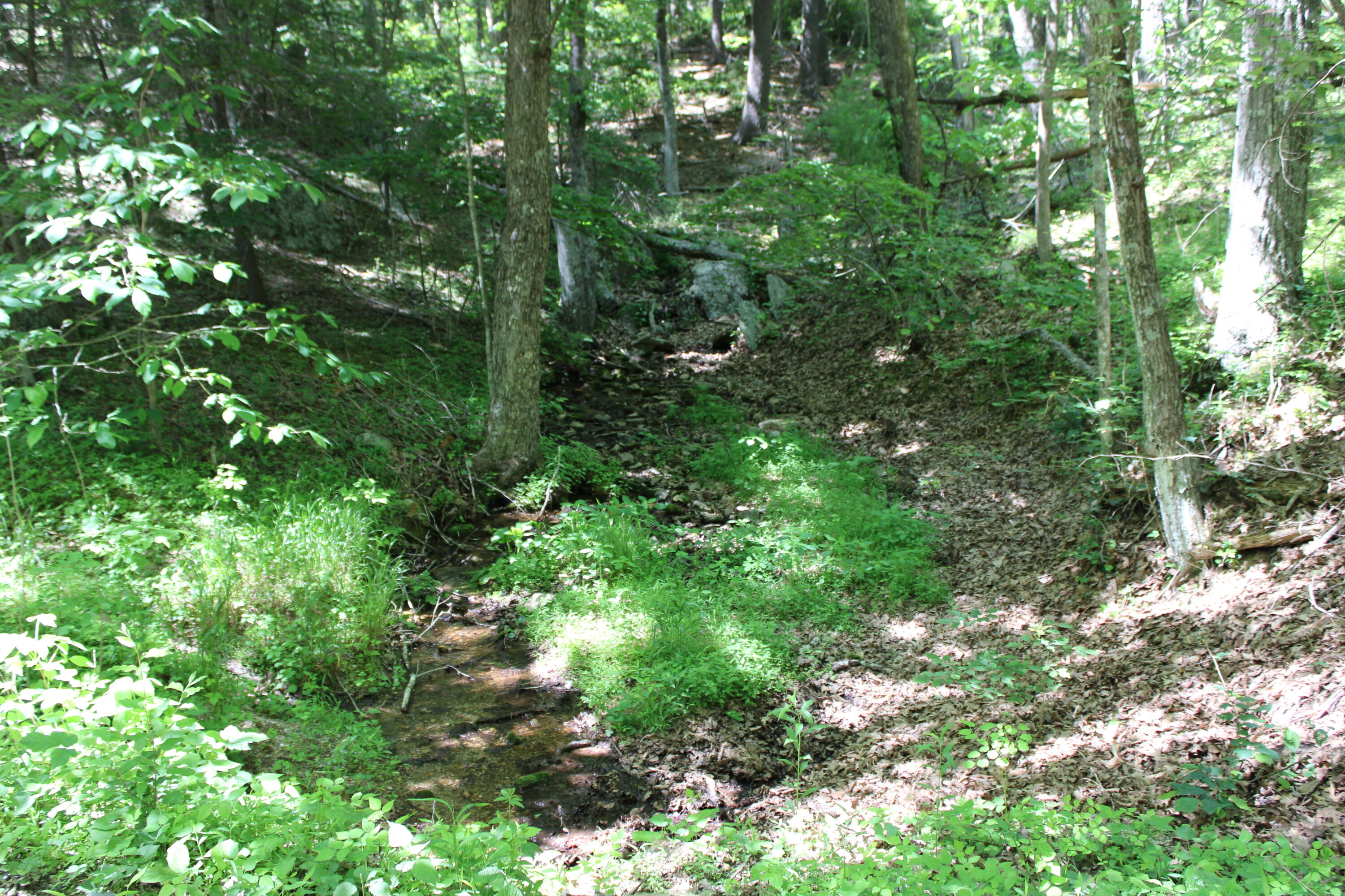 7923 Poor Mountain Road Bent Mountain, VA 24059 - Photo 84 of 95 IMG_0224