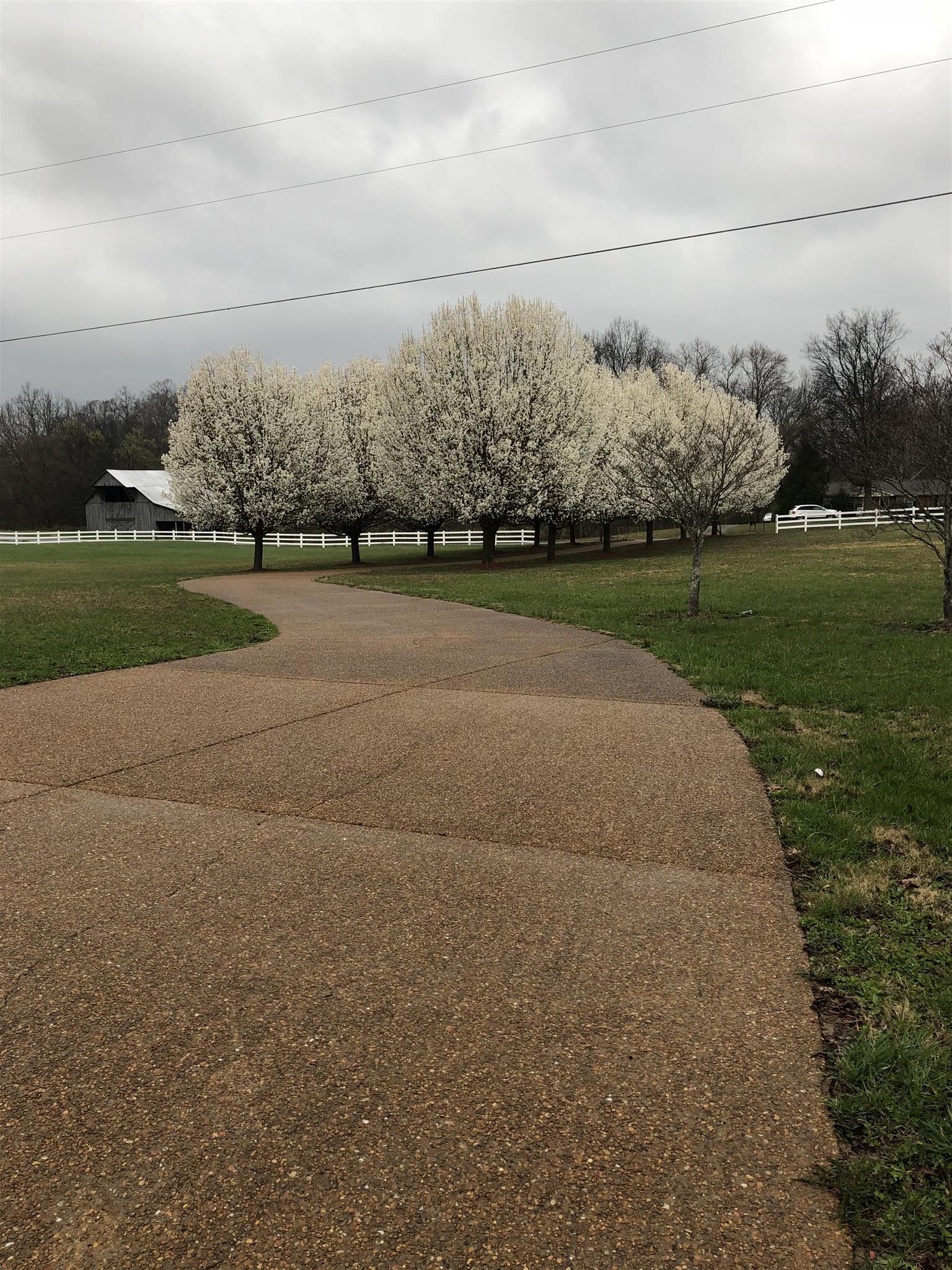 7341 Hall Road Greenbrier, TN 37073 - Photo 4 of 30 Bradford Pear Trees line the driveway
