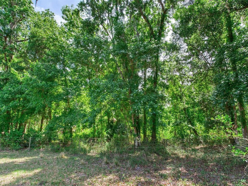Spring Lake Highway Brooksville, FL 34602 - Photo 12 of 49 a view of a lush green forest