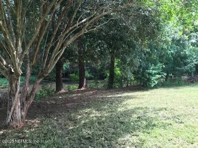 a view of a forest with large trees