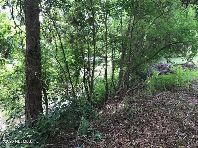 a view of a garden with plants and large trees