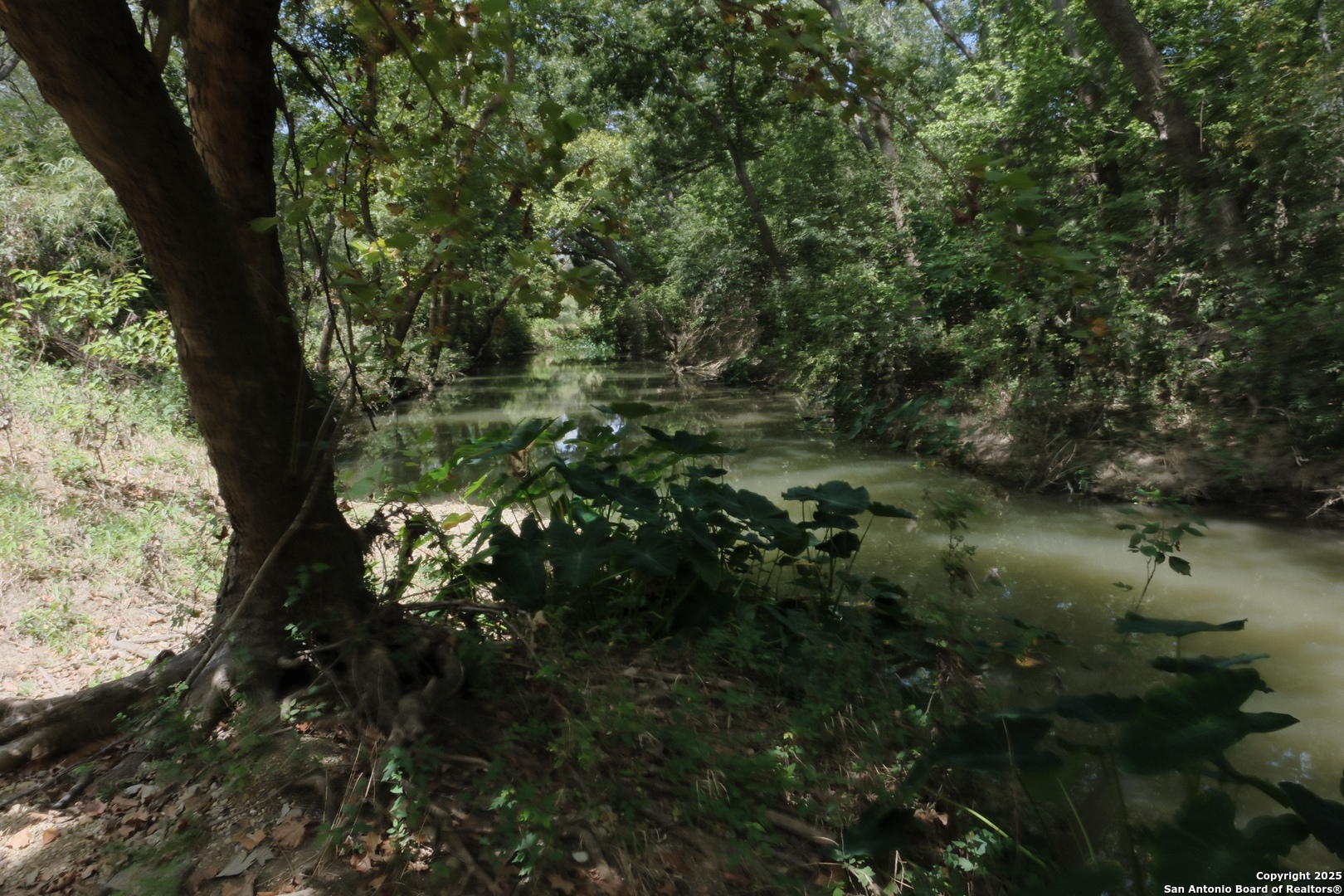 17585 Fargoer Way Marion, TX 78124 - Photo 3 of 34 a view of a tree in a yard