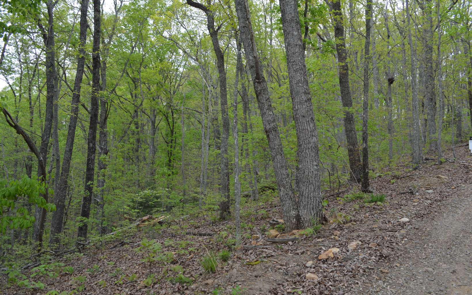 21 North Ridge Trail Brasstown, NC 28902 - Photo 1 of 4 Main View