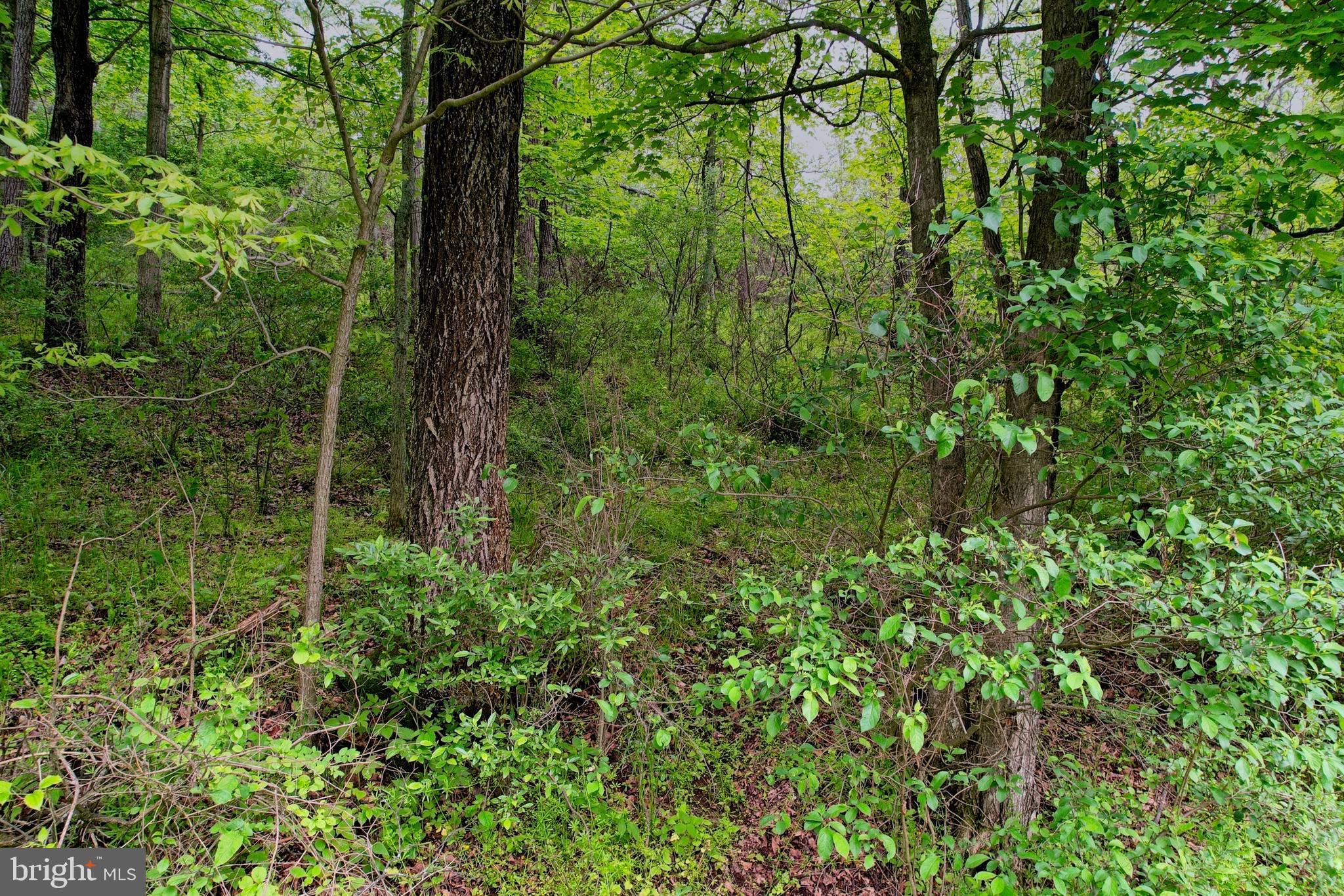 Old Williams Road Southeast Flintstone, MD 21530 - Photo 16 of 17