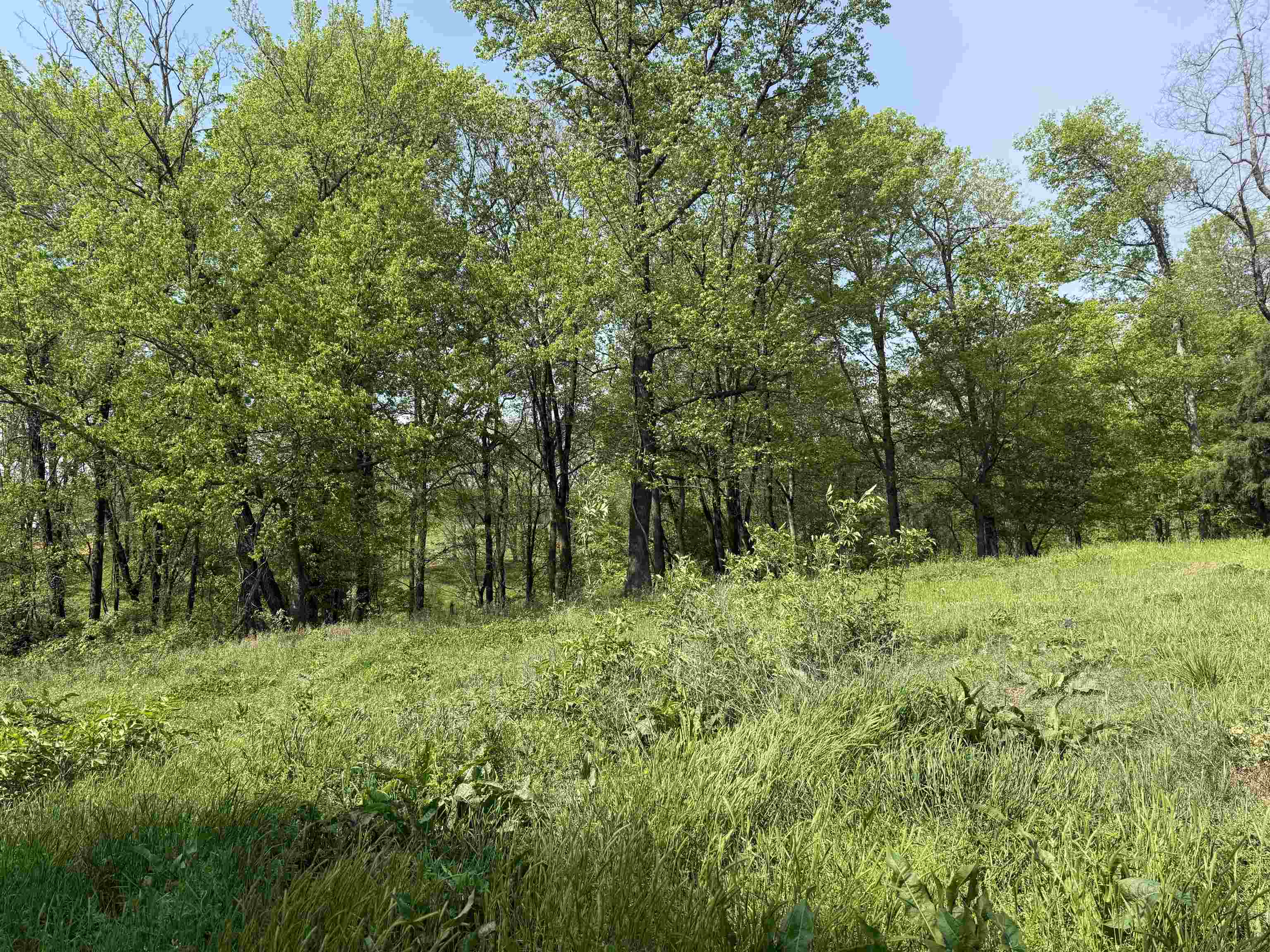 0 Needham Road Drummonds, TN 38023 - Photo 3 of 8