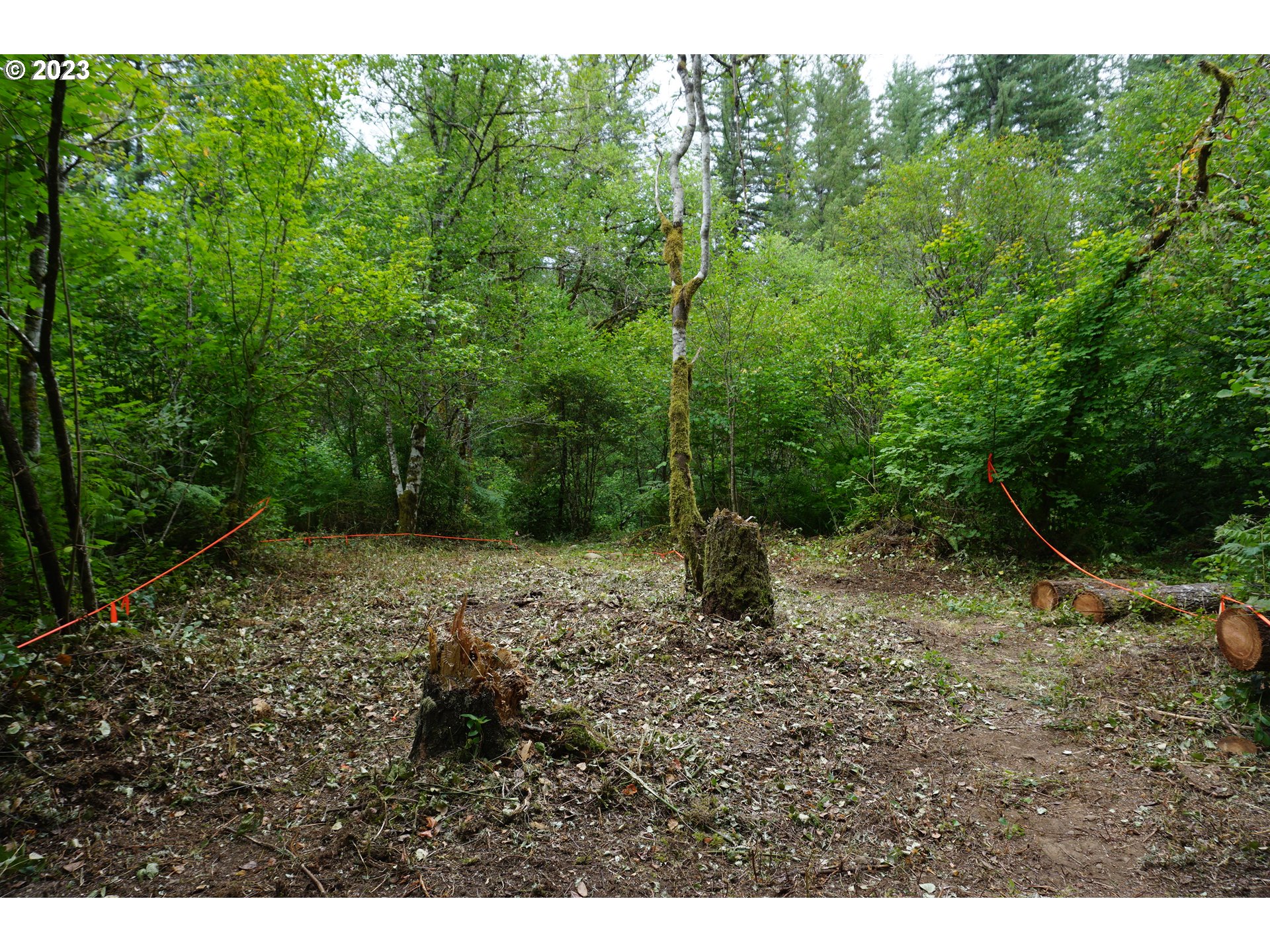 30815 Northeast Sunset Falls Road Yacolt, WA 98675 - Photo 6 of 14 a view of a yard with a tree
