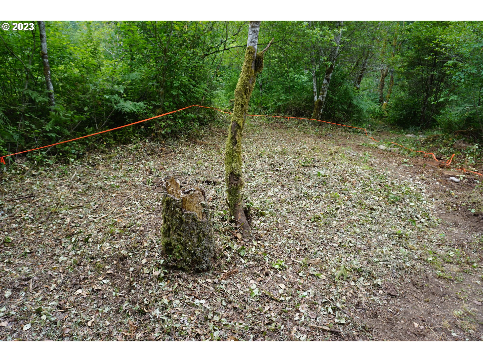 30815 Northeast Sunset Falls Road Yacolt, WA 98675 - Photo 10 of 14 a view of a yard with a plant
