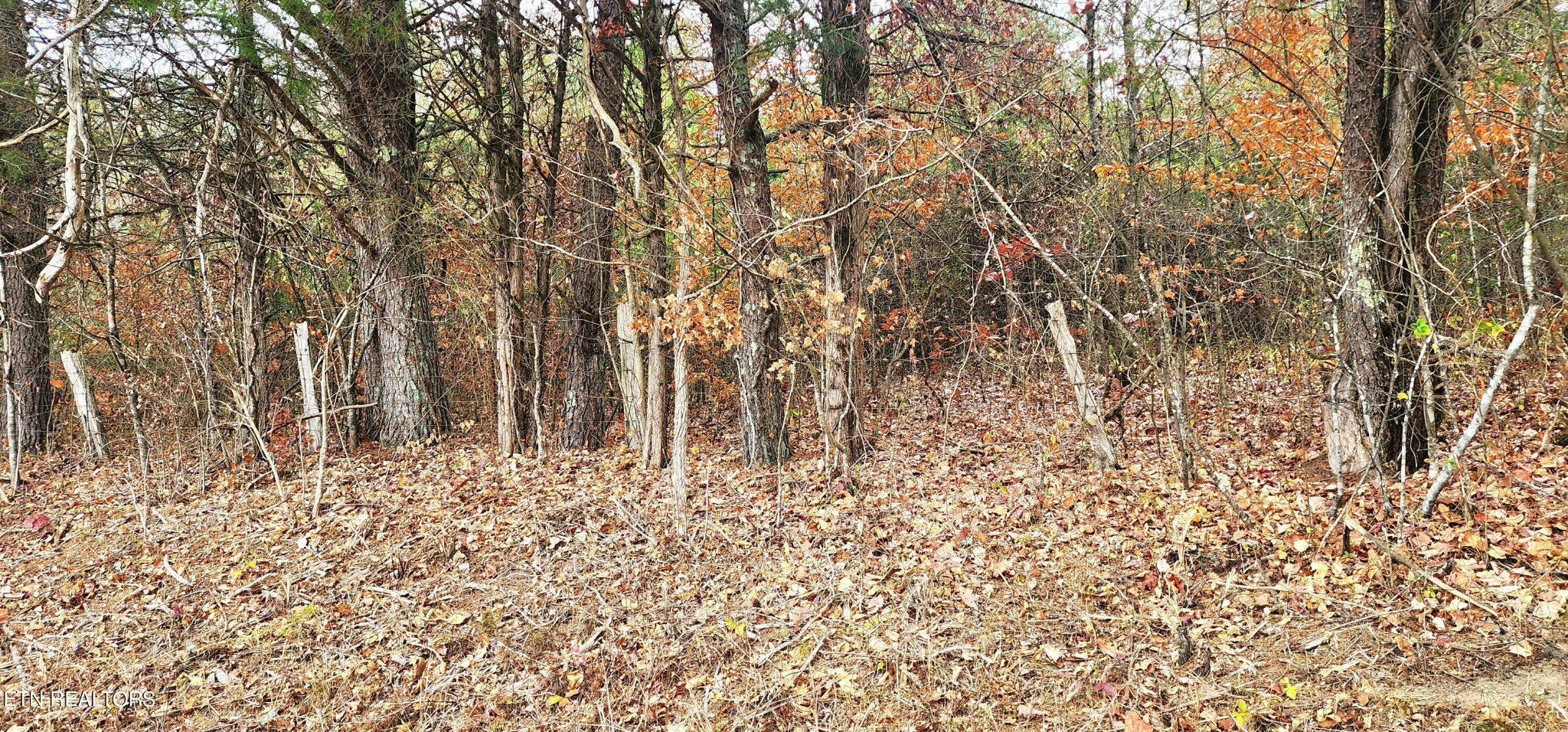 0 Bull Run Road Luttrell, TN 37779 - Photo 12 of 22 Gallery Image 12