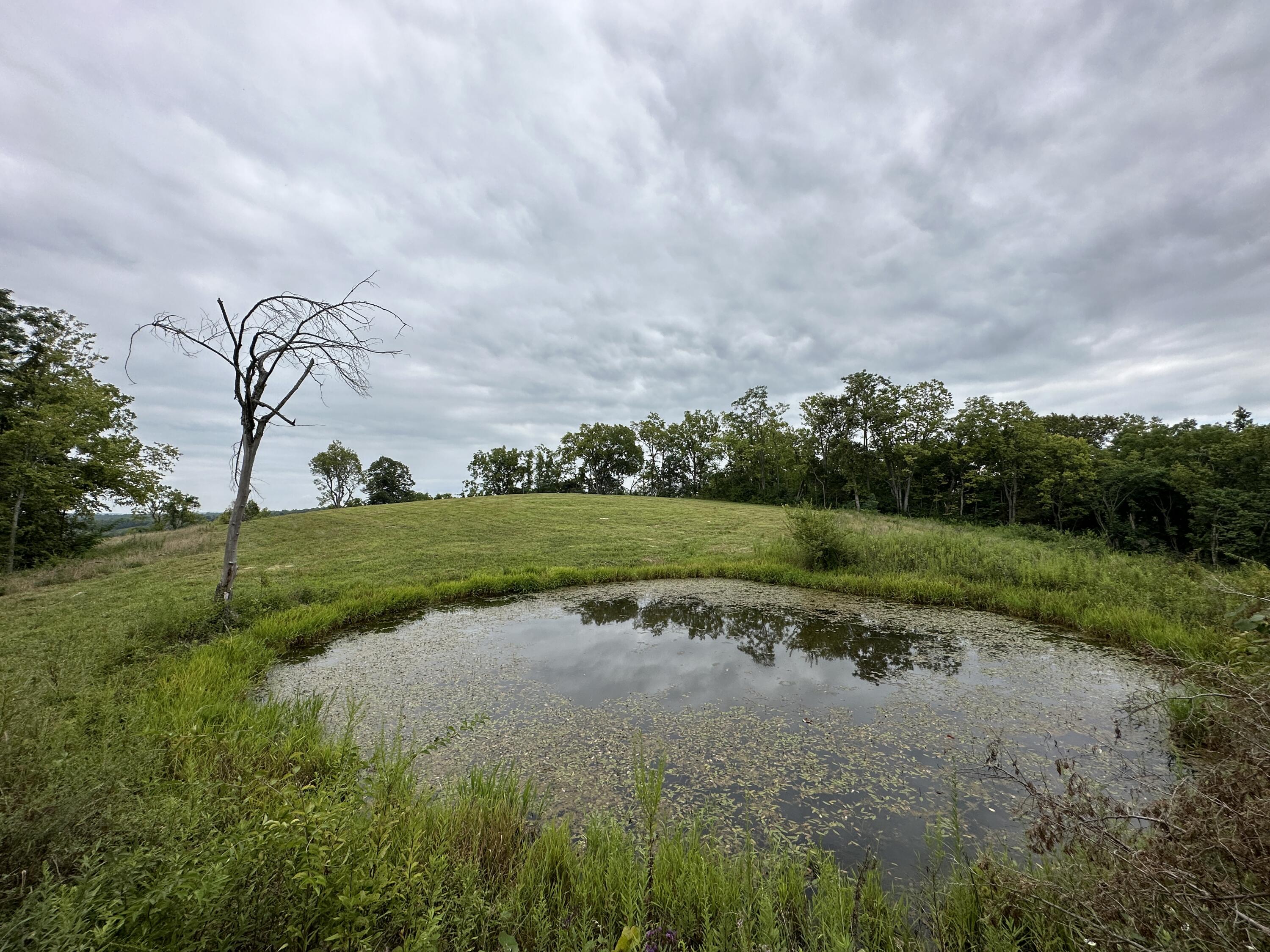 Pond