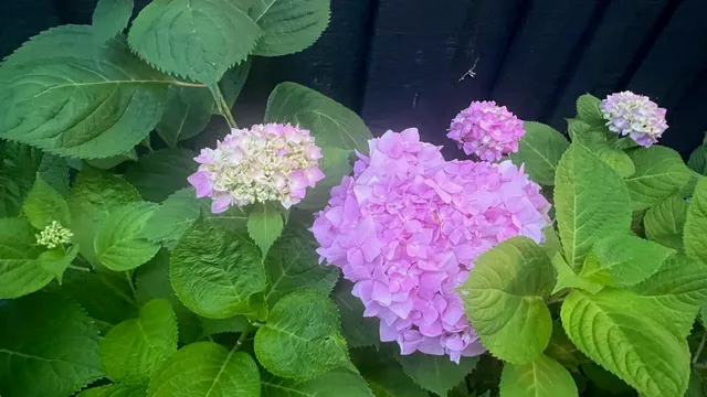a view of a pool with lawn chairs under an umbrella