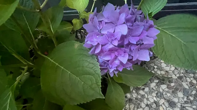 an aerial view of a house with garden space and street view
