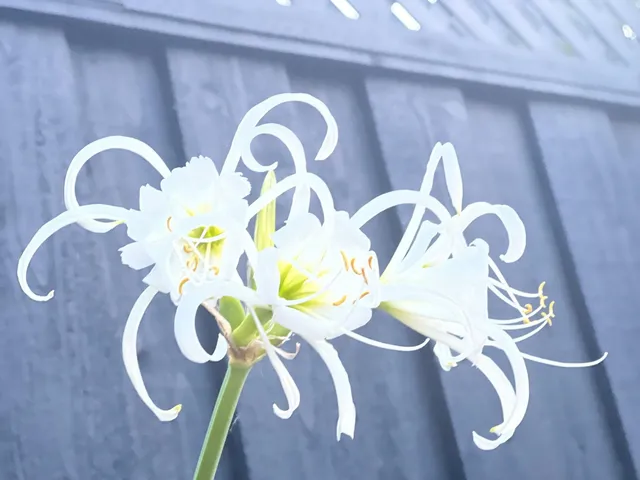 $1,599,000 | 40207 Condon Street, Fremont, CA 94538