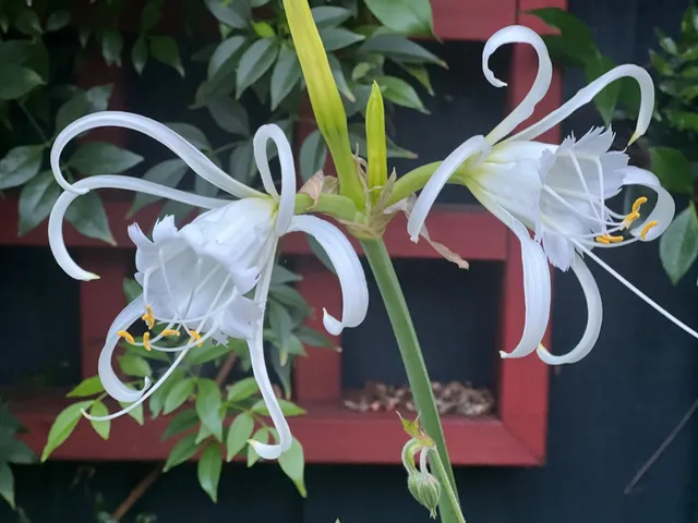a view of a backyard with potted plants and large trees