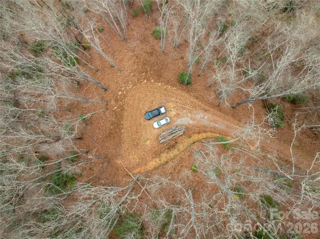 a picture of a tree in a back yard
