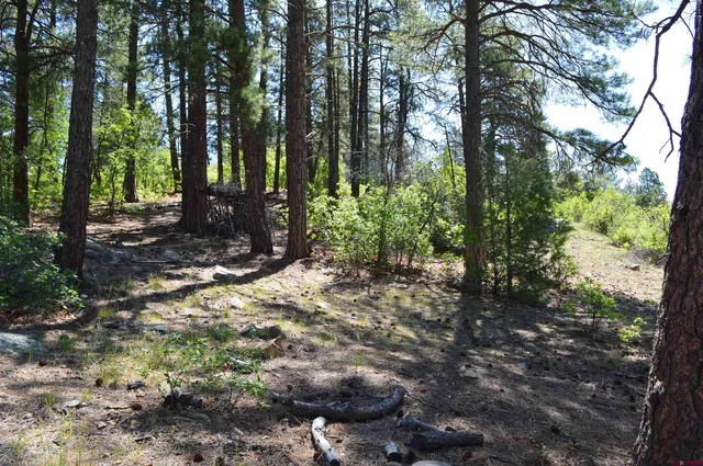 a view of a forest with trees in the background