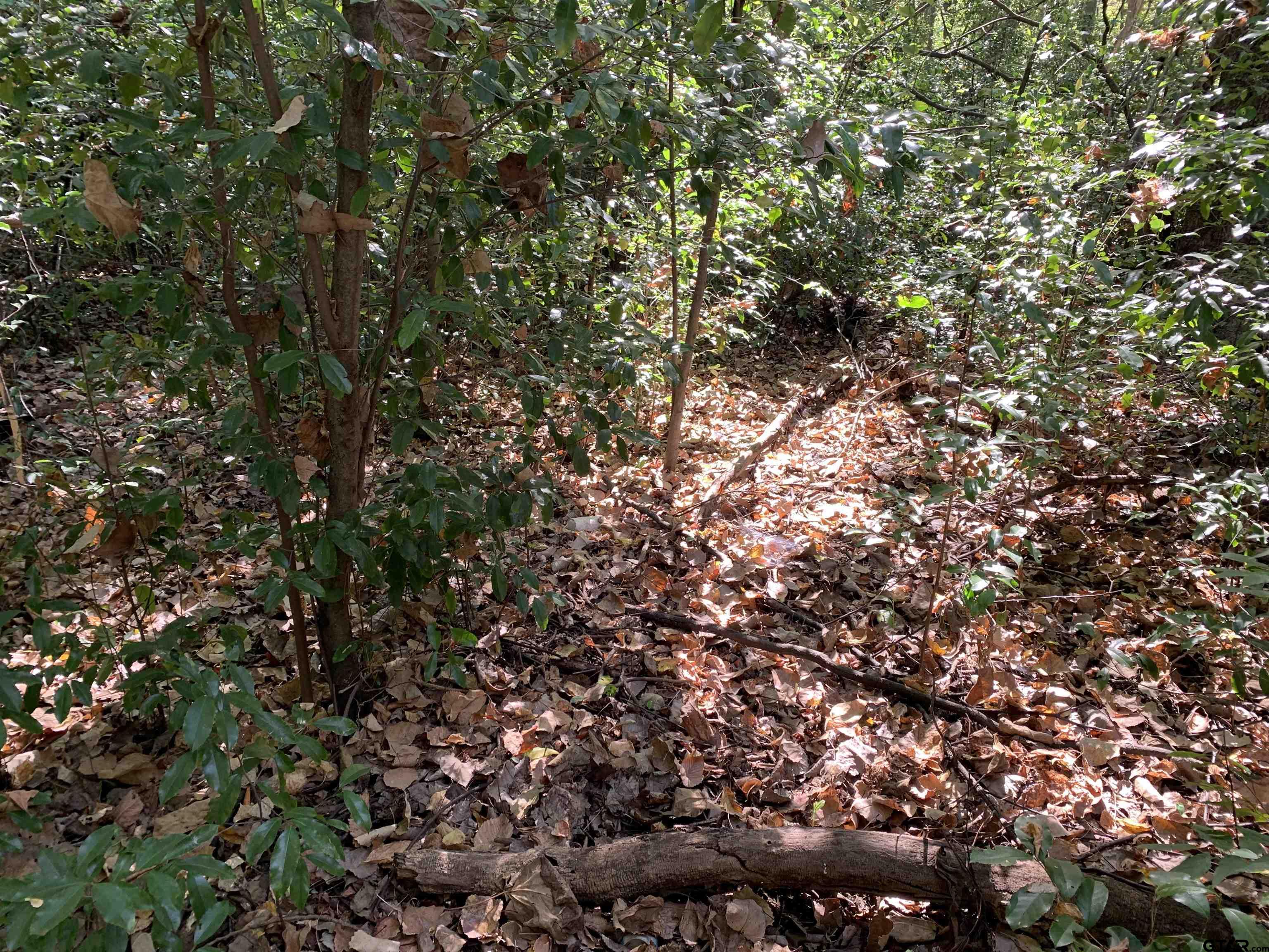 516 Chase Street Athens, TX 75751 - Photo 6 of 9 a view of a tree