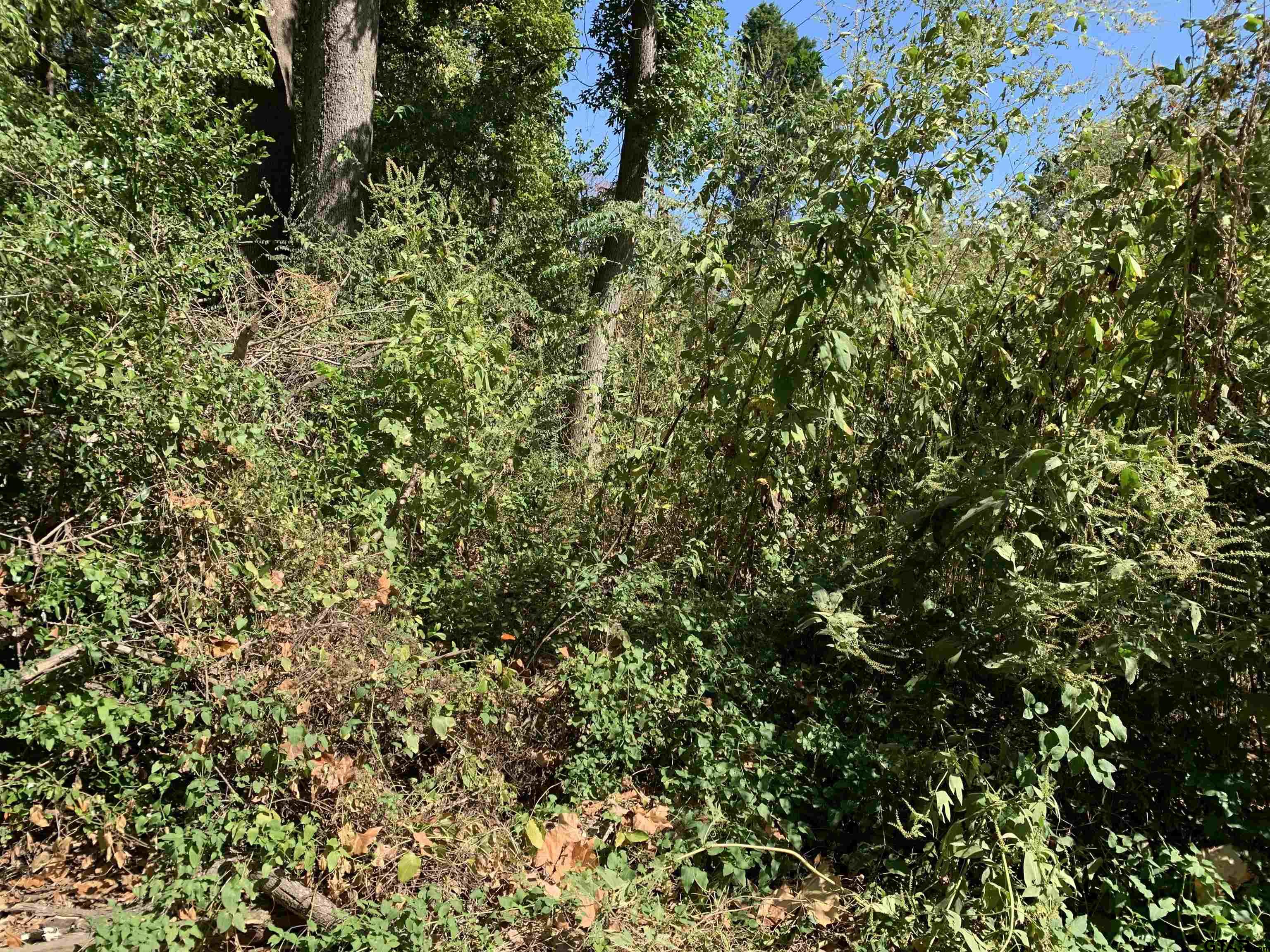 516 Chase Street Athens, TX 75751 - Photo 8 of 9 a view of a tree