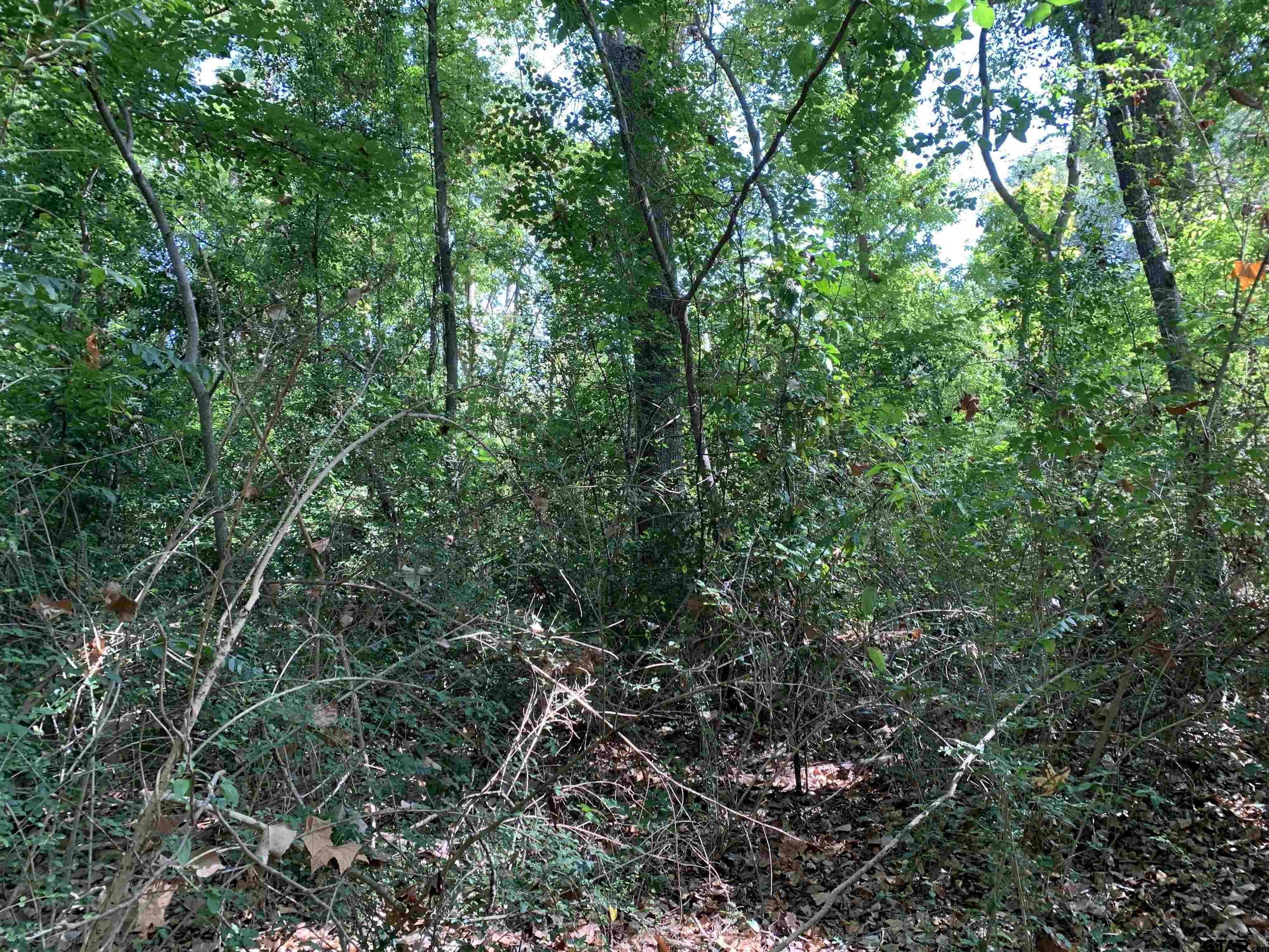 516 Chase Street Athens, TX 75751 - Photo 9 of 9 a view of a lush green forest