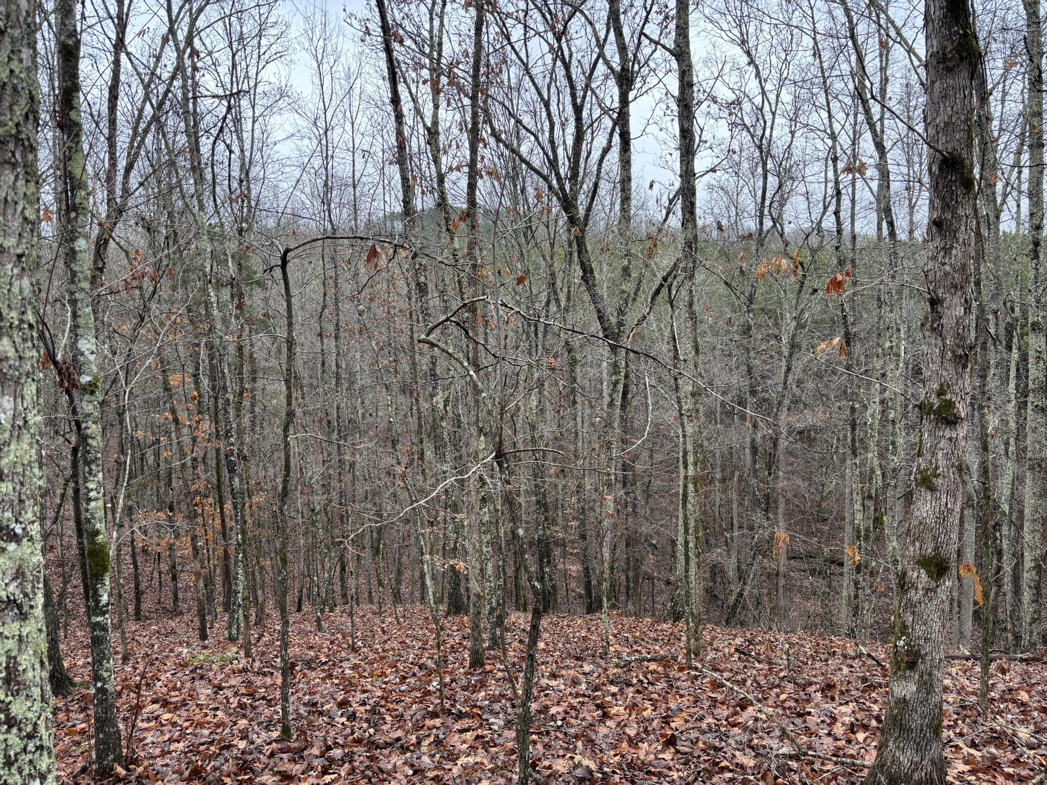 1500 Guinn Narrows Road Decatur, TN 37322 - Photo 29 of 47 Gallery Image 29
