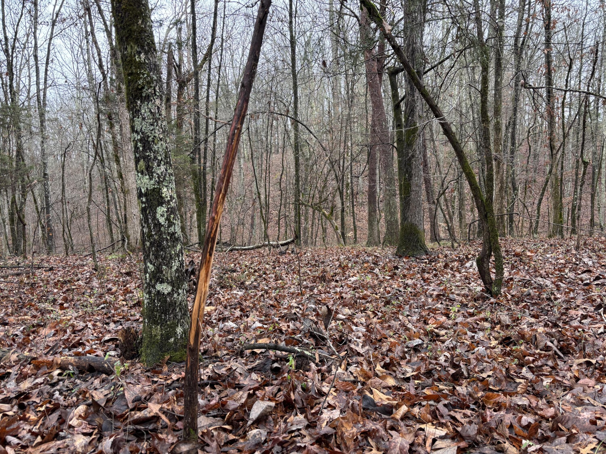 1500 Guinn Narrows Road Decatur, TN 37322 - Photo 43 of 47 Gallery Image 43