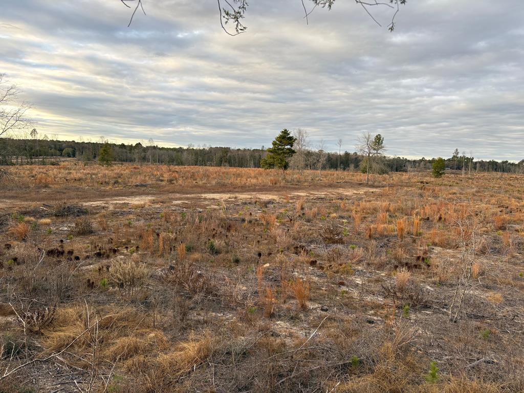87 Samson Al Samson, AL 36477 - Photo 7 of 22 Parcel "F" west northwest view