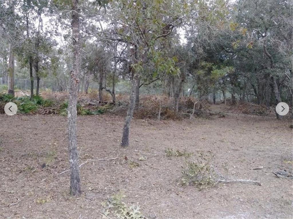 9468 Marengo Street Weeki Wachee, FL 34613 - Photo 3 of 8 a view of a forest with trees in the background