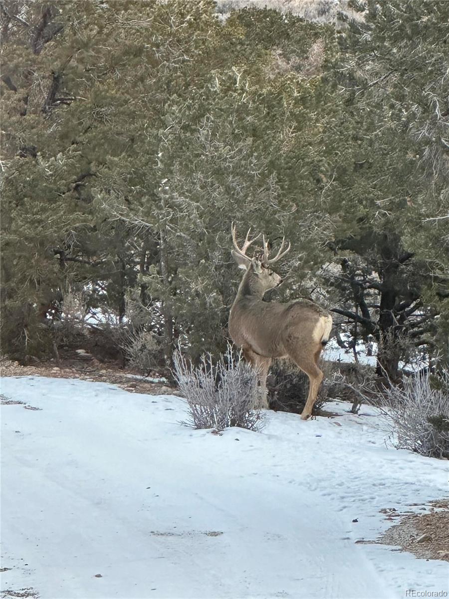 3818 Fontaine Road Fort Garland, CO 81133 - Photo 48 of 50 a view of a dry yard with trees and stairs