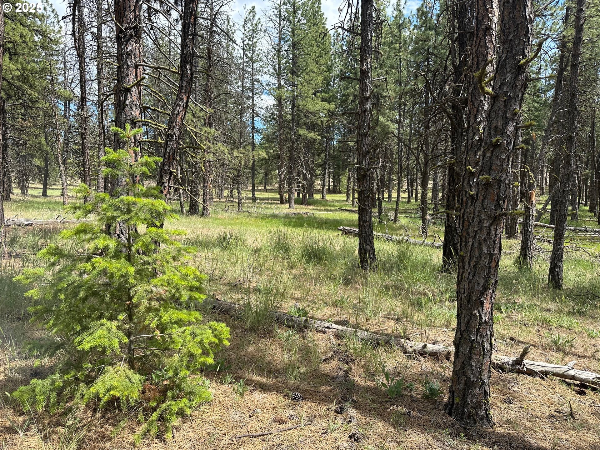 0 Pipeline Road Goldendale, WA 98620 - Photo 2 of 4 a view of outdoor space and trees