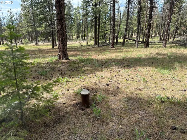 a view of a trees with a yard