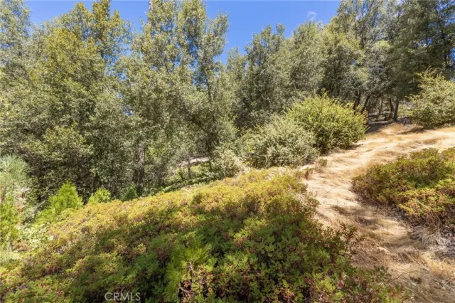 a view of a yard with a tree