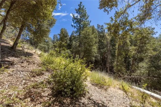 a view of a yard with a tree