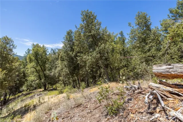 a view of a yard with a tree