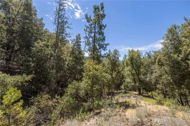 a view of a yard with a tree