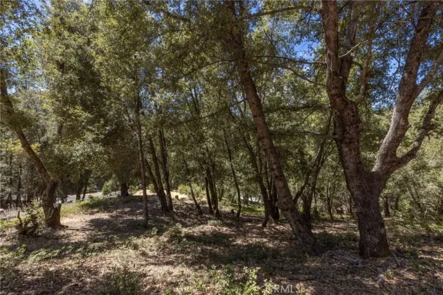 a view of a yard with large trees