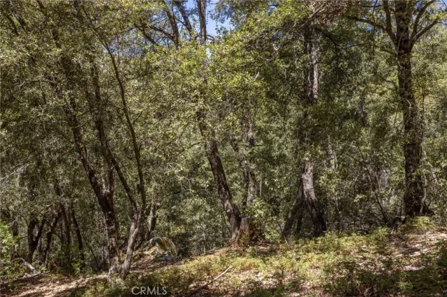 a view of a forest with trees in the background