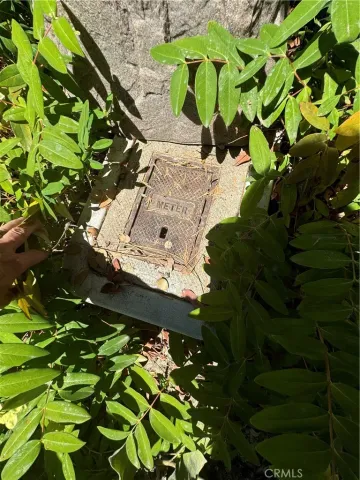 a view of banana tree