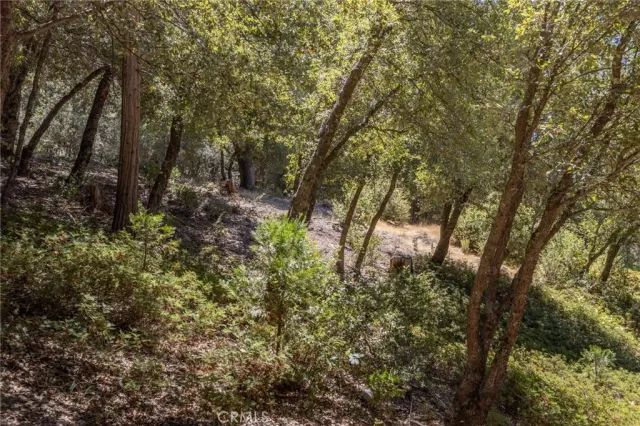 a view of a yard with a tree
