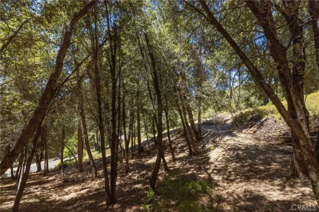 a close up of a plant in a garden