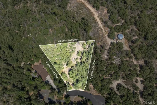 a view of a forest with a tree